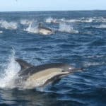 Day 11: Garden Route and Tsitsikamma National Park