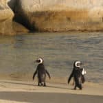 Day 15: Cape Town, Cape Point National Park