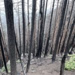 A call to action: Sensible forest management