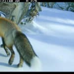 High routes and the rare Sierra Nevada red fox