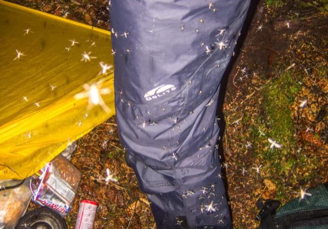 Horrific mosquitoes along the Lost Coast of Alaska