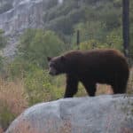 Tutorial || How to store & protect food from bears & mini-bears