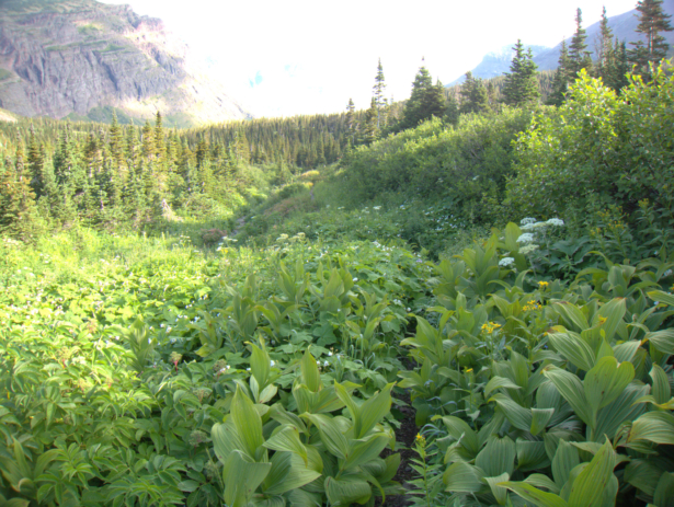 Trails in Glacier are often brushy, due to a prolific seasonal understory and limited trail work budgets. The vegetation is frequently wet with dew or rain.
