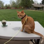 DIY Skyline Trolley for Cats and Dogs