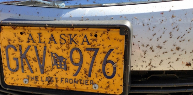Our rental car's plates after a 4-hour drive from Anchorage to Cantwell during Alaska's peak bug season