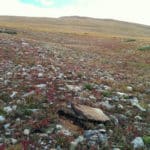 How to poop in the outdoors || Part 2: Digging catholes & rolling rocks