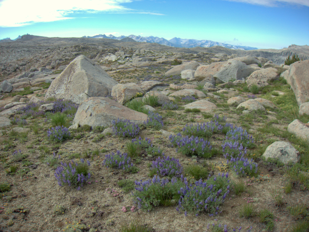 Wildflowers in Tablelands. There are few walk-able ridges in the High Sierra, with the 11,000-foot Tablelands being a notable exception. Wildflowers were at their peak.