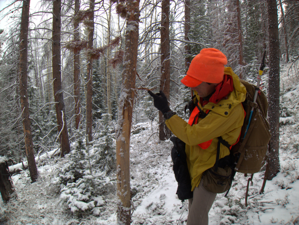 They're around, as evidence by the dropping and tree rubs, but they're difficult to hunt in such thick timber.